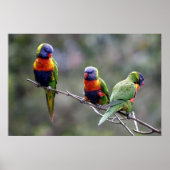 Rainbow Lorikeets Poster (Vorne)