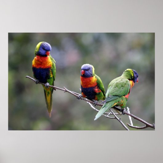 Rainbow Lorikeets Poster (Vorne)