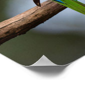 Rainbow Lorikeets Poster (Ecke)