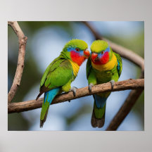 Rainbow Lorikeets