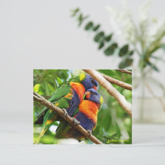 Rainbow Lorikeets Postkarte (Stehend Vorderseite)