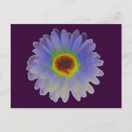 Rainbow Marigold Postcard Postkarte (Vorderseite)