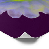 Rainbow Marigold Poster (Ecke)