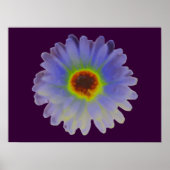 Rainbow Marigold Poster (Vorne)