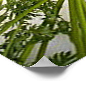 Rainbow Multicfarbene Carrots Rectangle Poster (Ecke)