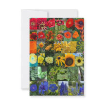 Rainbow of Flowers