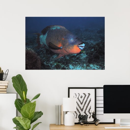 Rainbow Parrotfish Poster (Heimbüro)