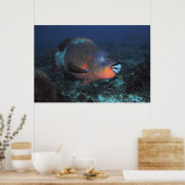 Rainbow Parrotfish Poster (Küche)
