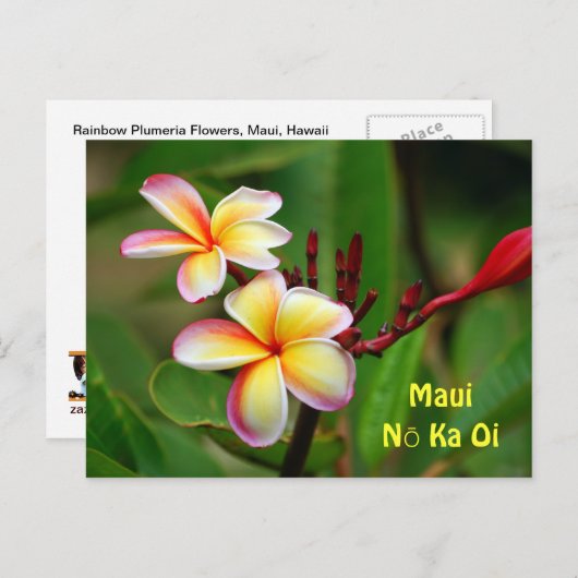 Rainbow Plumeria Blume, Maui Nō Ka Oi Postkarte (Vorne/Hinten)