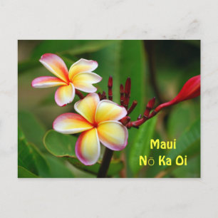 Rainbow Plumeria Blume, Maui Nō Ka Oi Postkarte