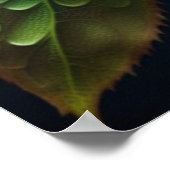 Rainbow Rosen Poster (Ecke)