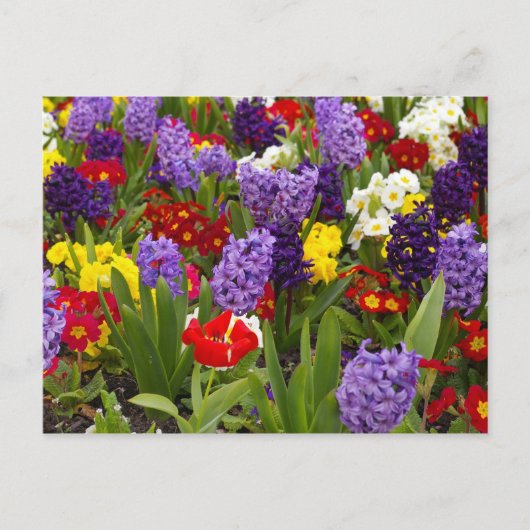 Rainbow-Sammlung Postkarte (Vorderseite)