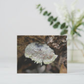 Rainbow Shelf Fungus Postkarte (Stehend Vorderseite)