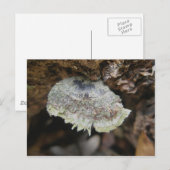 Rainbow Shelf Fungus Postkarte (Vorne/Hinten)