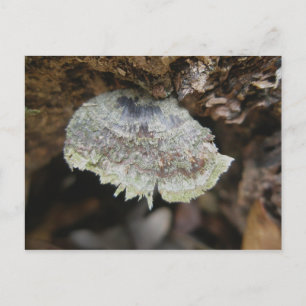 Rainbow Shelf Fungus Postkarte