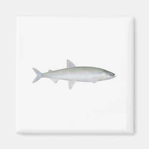 Rainbow Smelt Magnet