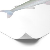 Rainbow Smelt Poster (Ecke)