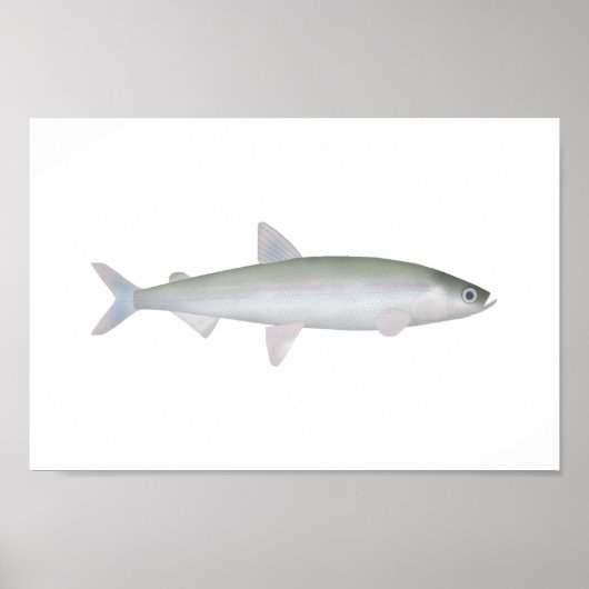 Rainbow Smelt Poster (Vorne)