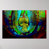 Rainbow Snake Poster (Vorne)