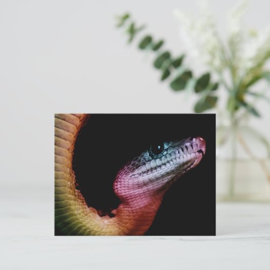 Rainbow Snake Postkarte (Stehend Vorderseite)