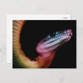 Rainbow Snake Postkarte (Vorne/Hinten)