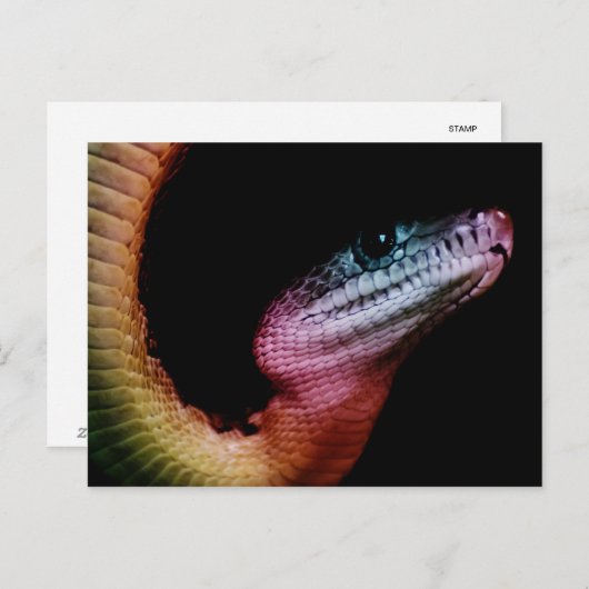 Rainbow Snake Postkarte (Vorne/Hinten)