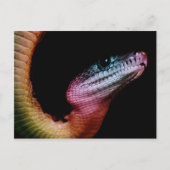 Rainbow Snake Postkarte (Vorderseite)
