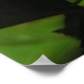 Rainbow Sorbet Floribunda Rose 139 Poster (Ecke)