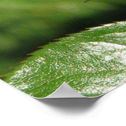 Rainbow Sorbet Floribunda Rose 140 Poster (Ecke)