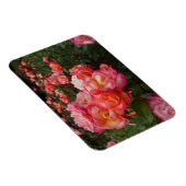 Rainbow Sorbet Rose #4 Foto Magnet (Rechte Seite)