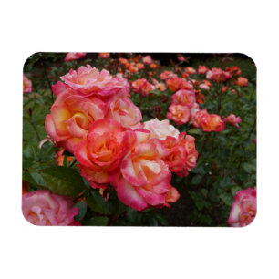 Rainbow Sorbet Rose #4 Foto Magnet