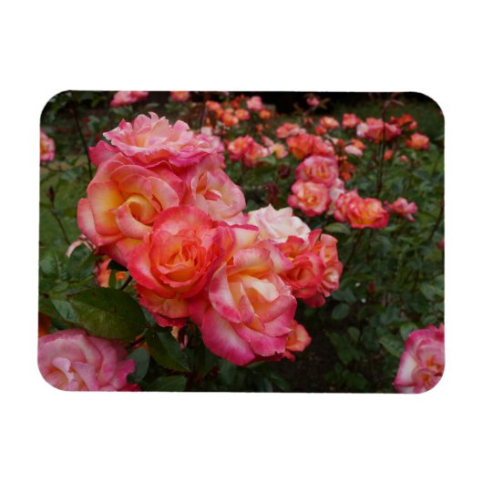Rainbow Sorbet Rose #4 Foto Magnet (Horizontal)