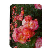 Rainbow Sorbet Rose #4 Foto Magnet (Vertikal)