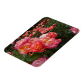 Rainbow Sorbet Rose #4 Foto Magnet (Linke Seite)