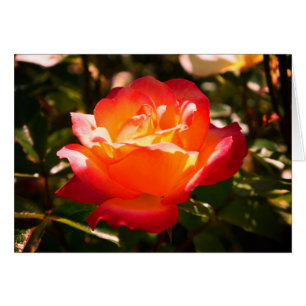 Rainbow Sorbet Rose #5 Karte