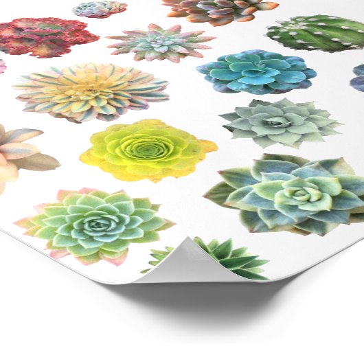 Rainbow Succuled Print Poster (Ecke)