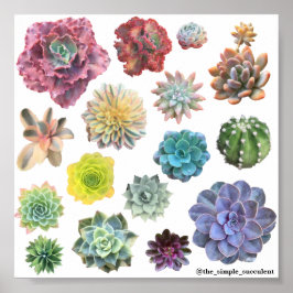 Rainbow Succuled Print Poster