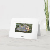 Rainbow Swan Karte (Rückseite)