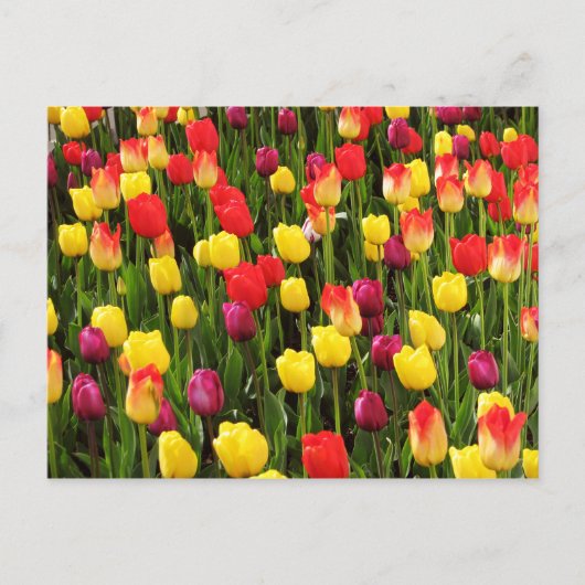 Rainbow Tapestry Postkarte (Vorderseite)