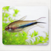 Rainbow Tetra Mousepad (Vorne)