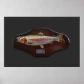 Rainbow Trout Display Plaque Poster (Vorne)