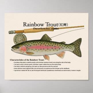 Rainbow Trout – English Art Print Poster