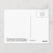 Rainbow Twirl Postkarte (Rückseite)