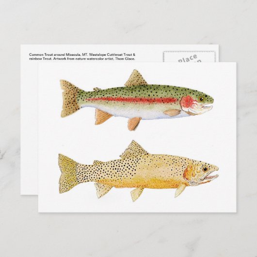 Rainbow & Westslope Cutthroat Forelle Postcard. Postkarte (Vorne/Hinten)