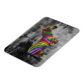 Rainbow Zebra Magnet (Linke Seite)