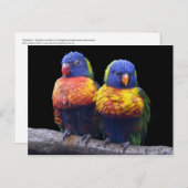 Rainbows Postcard Postkarte (Vorne/Hinten)