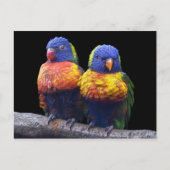 Rainbows Postcard Postkarte (Vorderseite)