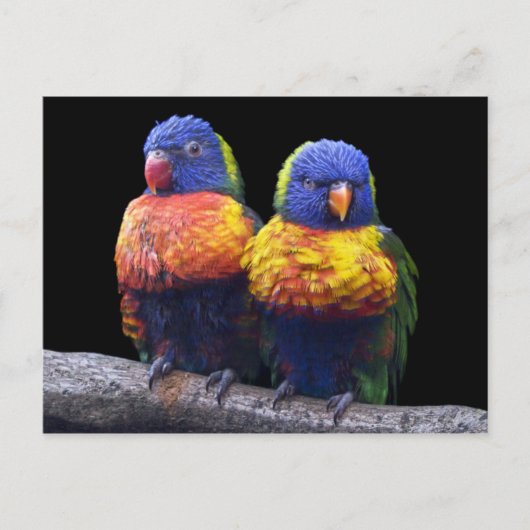 Rainbows Postcard Postkarte (Vorderseite)