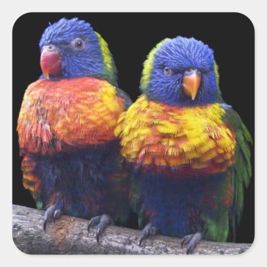 Rainbows Sticker (Vorderseite)