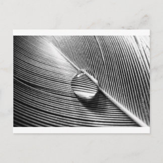 Raindrop am Leaf Postkarte